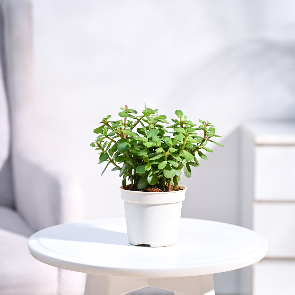 Jade Plant 6"White Pot