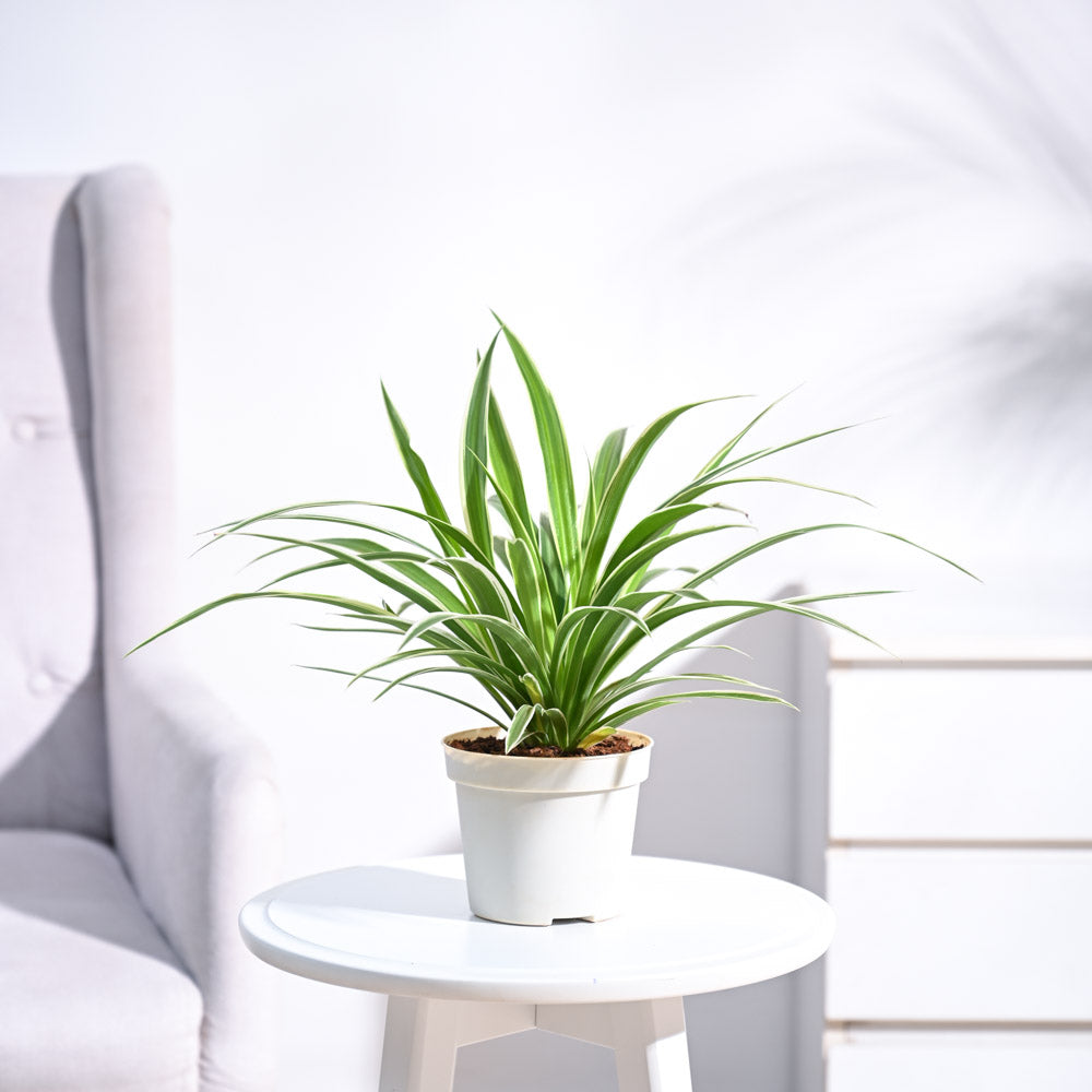 Chlorophytum Spider Plant 6" Pot