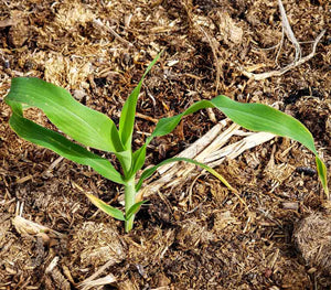 Vaijayanti Plant 6" Bag