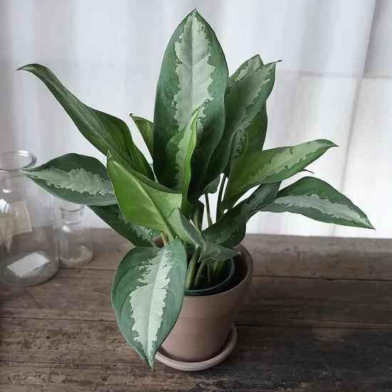 Aglaonema Chinese Evergreen Queen 8" Black Pot