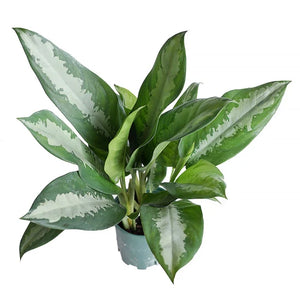 Aglaonema Chinese Evergreen Queen 8" Black Pot