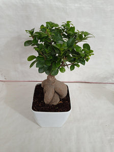 Ficus Bonsai 7" Black Pot