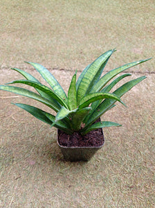 Sansevieria (Snake Plant) Hybrida Lilliput 5"Pot