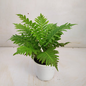 Oceaniopteris Gibba (Tree Fern) 8" Pot