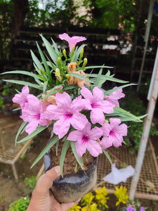 Ruellia Simplex/Mexican Petunia Pink Color 7" Bag