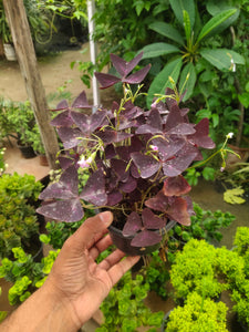 Oxalis Triangularis 6"Plastic Black Pot