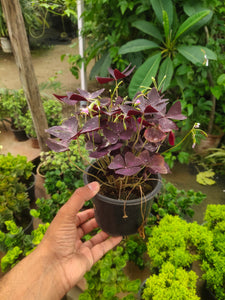 Oxalis Triangularis 6"Plastic Black Pot