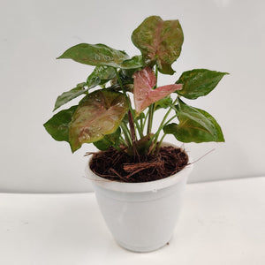 Syngonium: Green & Pink 4" Pot