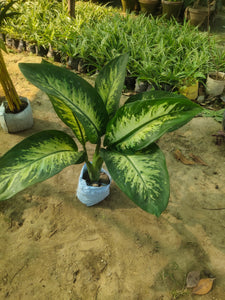 Dieffenbachia Tropic Snow 7" Bag