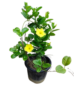 Allamanda Yellow 8"Pot