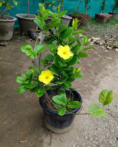 Allamanda Yellow 8"Pot