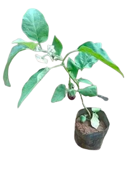 Brinjal Plant 6" Bag