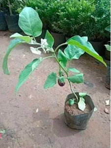 Brinjal Plant 6" Bag