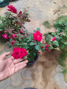 Kashimiri Rose 10" Pot