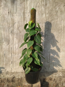 Philodendron Oxycardium Green 10"black Pot With 3 Feet Moss Stick