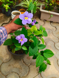 Thunbergia Grandiflora 8" Black Pot