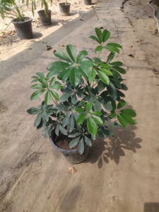 Schefflera Green 8"Black Pot