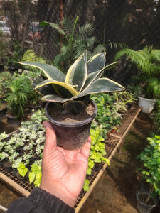 Lotus Snake Plant 5" Black Pot