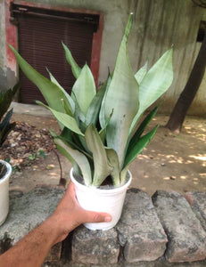 Sansevieria Moonshine (Snake Plant) 6" White Pot