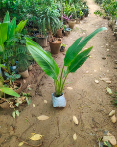 Travellers Palm 7" Bag 2-3 Feet