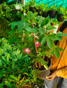 Rakhi Bel,Passion Flower or Krishna Kamal 8" Pot