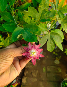 Rakhi Bel,Passion Flower or Krishna Kamal 8" Pot