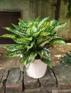 Aglaonema Snow White 8" White Plastic Pot