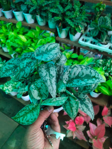 Satin Pothos 5" Black/White Pot