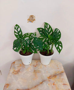 Monstera Adansonii Broken Heart 6" Black/White Pot