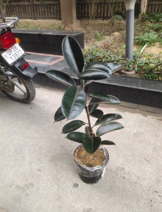 Rubber Plant Black 8" Pot