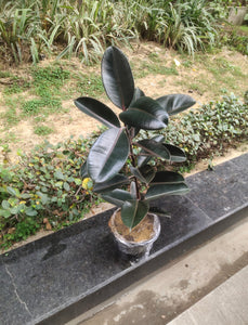 Rubber Plant Black 8" Pot