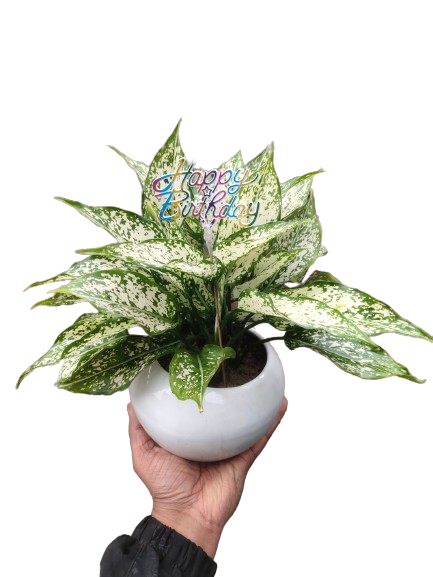 Aglaonema Snow White 7" Apple Pot