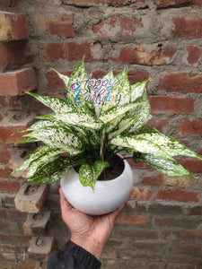 Aglaonema Snow White 7" Apple Pot