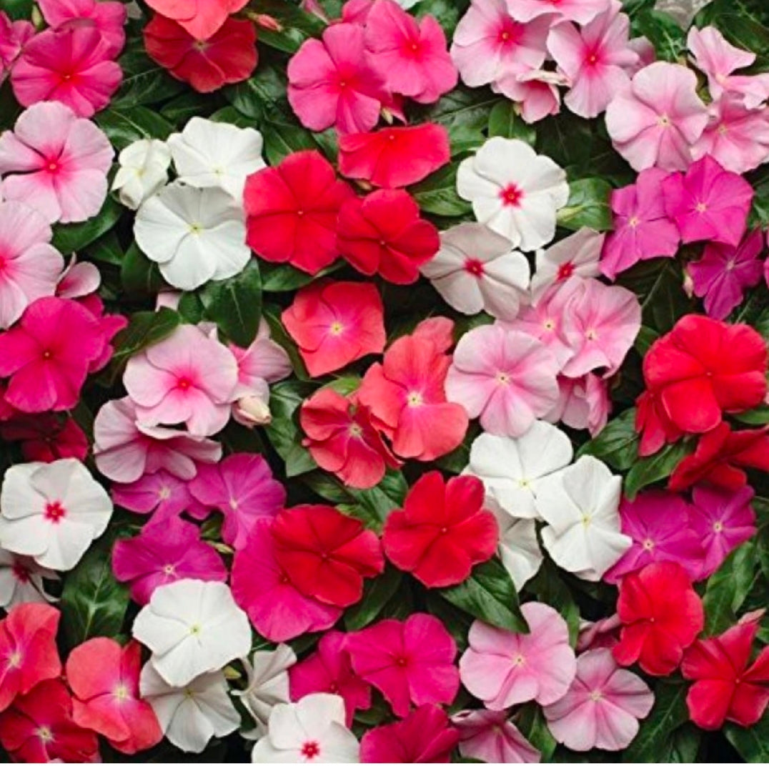 Sadabahar (Vinca) Hybrid Any Color 5" Bag