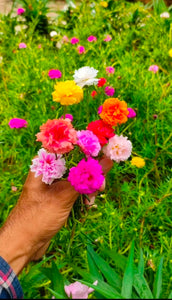 Portulaca/Moss Rose Any Color 4" Bag