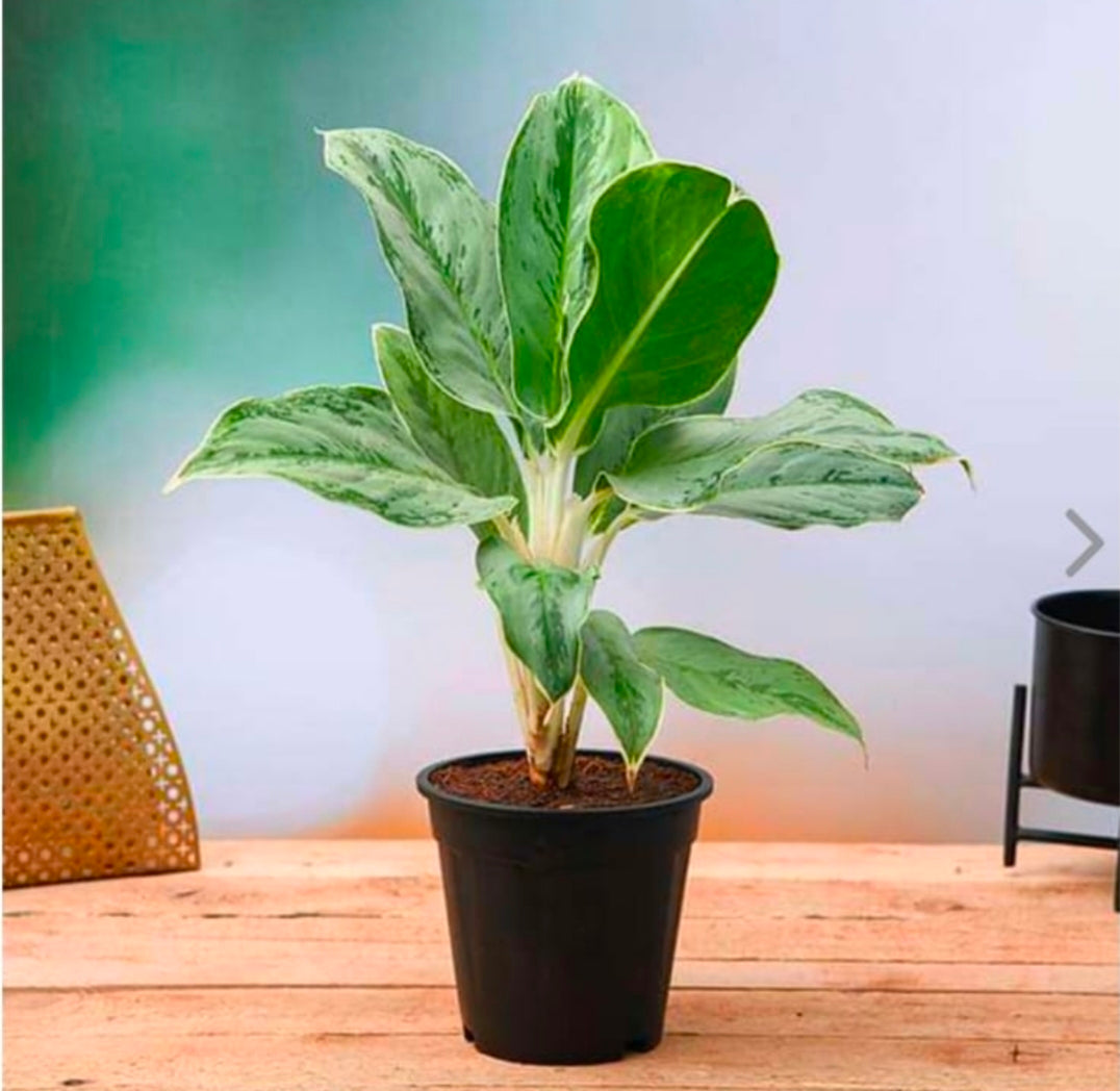 Chinese Evergreen Aglaonema 8" Black Pot