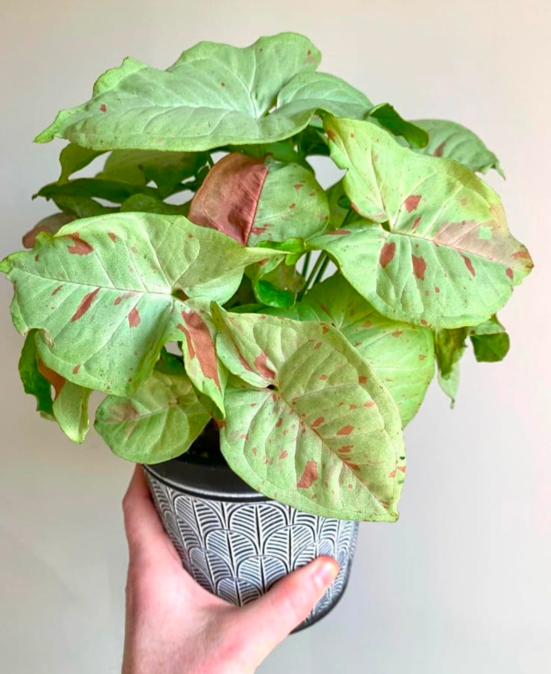 Syngonium 'Milk Confetti' 6" Black Pot