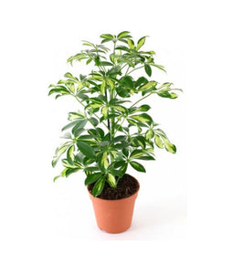 Schefflera Verigated 6" pot