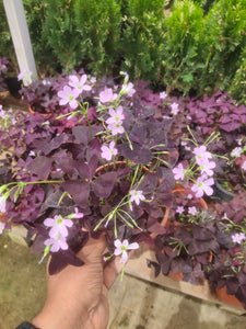 Oxalis Triangularis 6"Plastic Black Pot