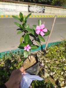 Sadabahar (vinca) Purple Desi 5" Bag