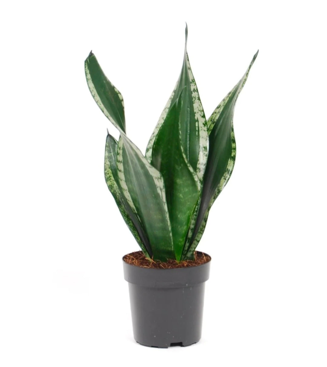 Sansevieria Silver Flame (Whitney)-5"Pot