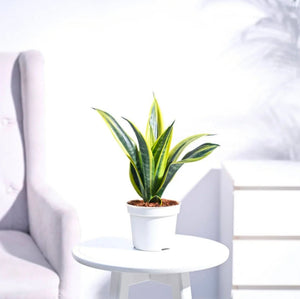 Sansevieria Gold Flame Snake Plant Krish / Ivory-6" Pot