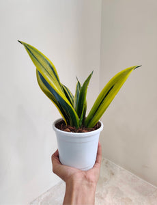 Snake Plant Golden Flame for Home & Office- 6" Pot