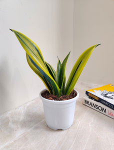 Snake Plant Golden Flame for Home & Office- 6" Pot