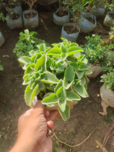 Ajwain Patta Plant 6" Bag