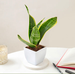 Sansevieria Trifasciata Laurentii Snake Plant 6" White Square  Pot