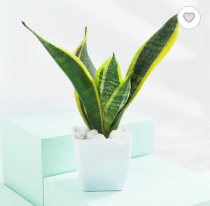 Sansevieria Trifasciata Laurentii Snake Plant 6" White Square  Pot