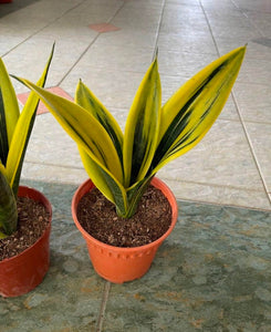 Sansevieria Gold Flame Snake Plant 6" Pot