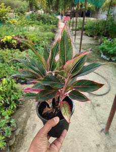 Aglaonema Lipstick 6" Black Pot