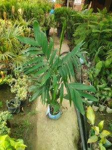 Bamboo/Sepotia Palm 7" Bag 2-3 Ft